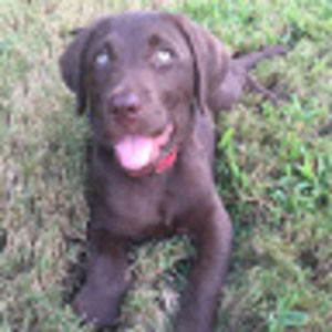 Meet your Posher, Caswell